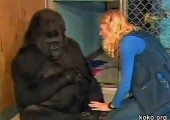 gorila Koko
