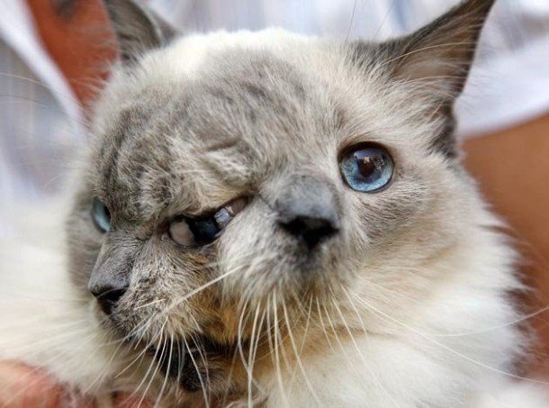 gato dos cabezas 2