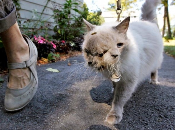 gato dos cabezas