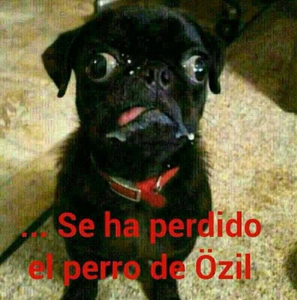 Perro de Ozil