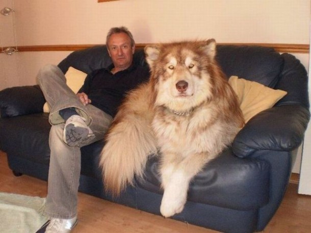 Perro grande, ande o no ande