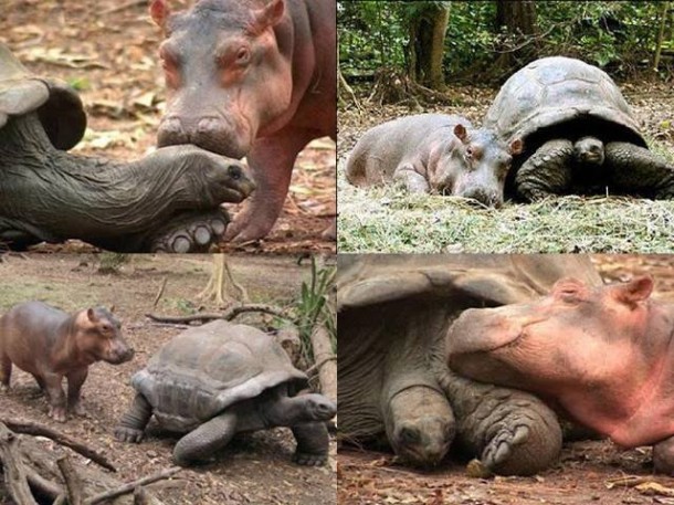 animales hipopotamo tortuga