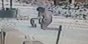 ataque ninja de un gato