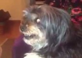 perro messi