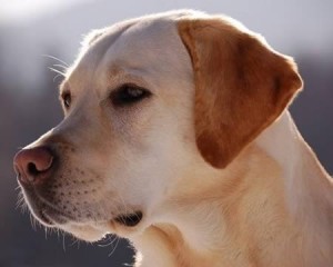 perro guía